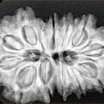 13 Mukhi Gaurishankar 33.1mm 7.29gm - Xray