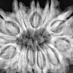 13 Mukhi Ganesh 31.9mm 6.71gm - Xray