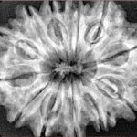 12 Mukhi Rudraksha 32.5mm 6.58gm - Xray