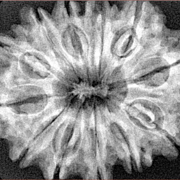 12 Mukhi Rudraksha 32.5mm 6.58gm - Xray