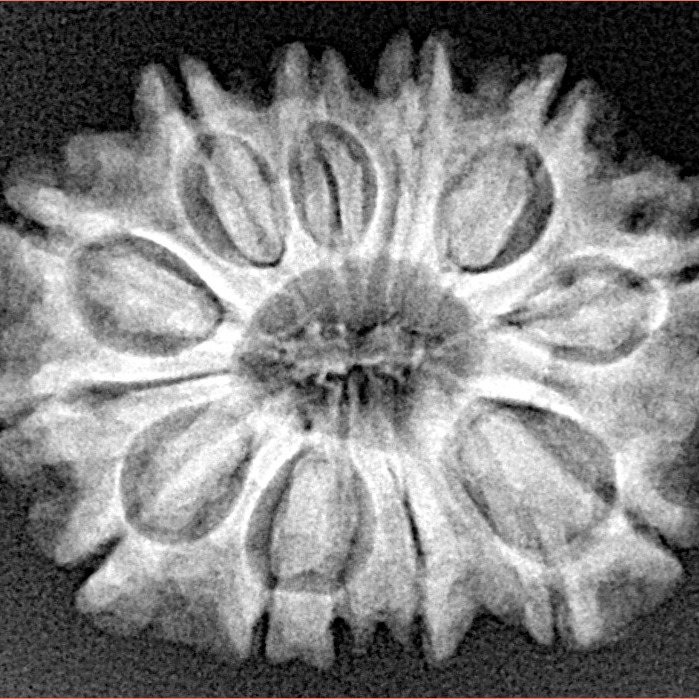 13 Mukhi Rudraksha 25.3mm 3.74gm - Xray