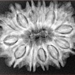 13 Mukhi Rudraksha 31.3mm 5.73gm - Xray