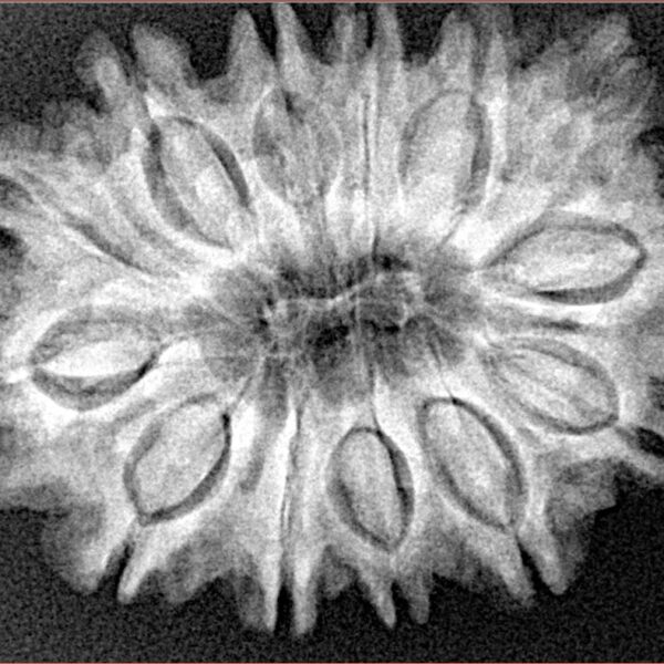 13 Mukhi Rudraksha 31.3mm 5.73gm - Xray