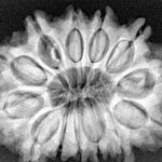 13 Mukhi Rudraksha 32mm 6.91gm - Xray