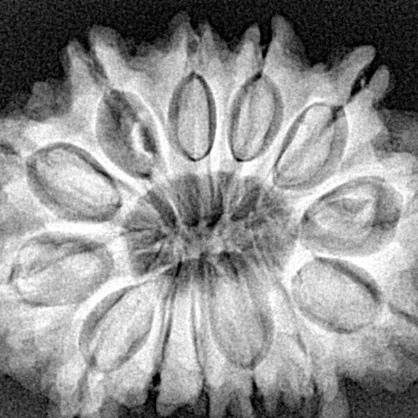 13 Mukhi Rudraksha 32mm 6.91gm - Xray