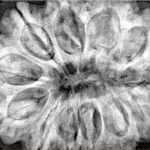 12 Mukhi Rudraksha 34.7mm 9.42gm - Xray