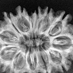 13 Mukhi Rudraksha 32.2mm 5.48gm - Xray