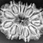12 Mukhi Rudraksha 29.5mm 5.07gm - Xray