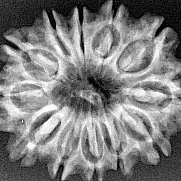 12 Mukhi Rudraksha 29.6mm 4.35gm - Xray