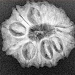 13 Mukhi Rudraksha 22.3mm 3gm - Origin: Nepal - Xray