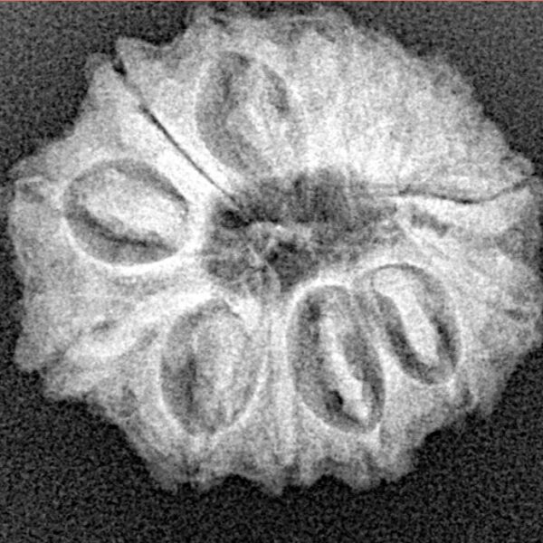 13 Mukhi Rudraksha 22.3mm 3gm - Origin: Nepal - Xray