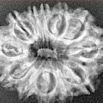 12 Mukhi Rudraksha 26mm 3.13gm - Xray