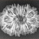 14 Mukhi Rudraksha 27.2mm 3gm - Xray