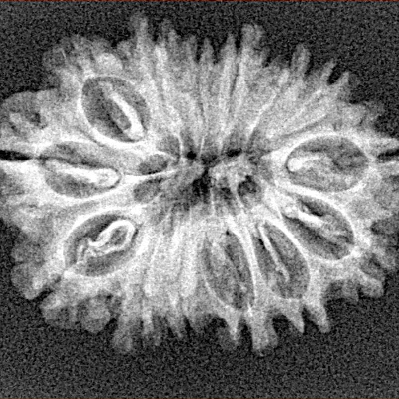14 Mukhi Rudraksha 27.3mm 3.2gm - Xray