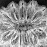 13 Mukhi Rudraksha 34.1mm 6.83gm - Xray