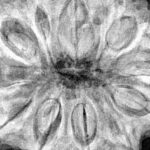 12 Mukhi Rudraksha 34.8mm 9.68gm - Xray