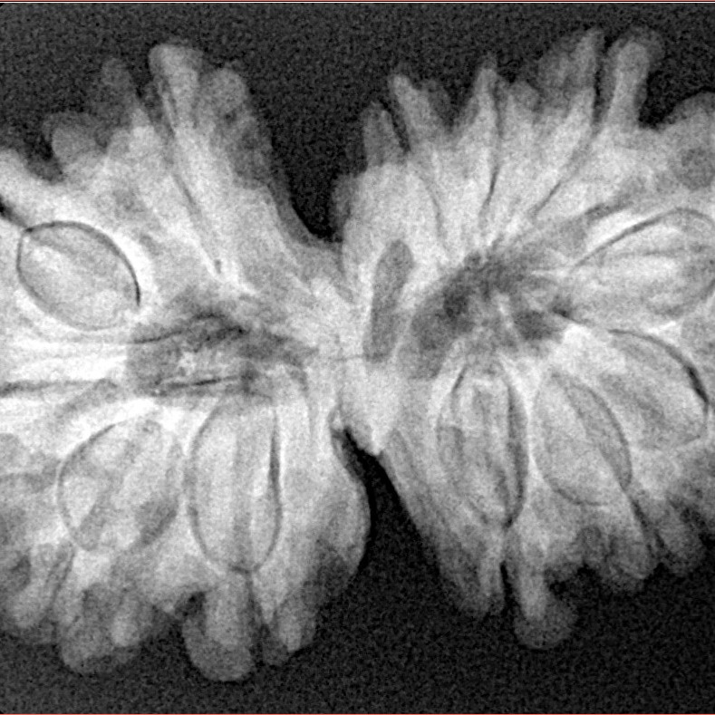 14 Mukhi Gaurishankar 34.5mm 6.44gm - Xray
