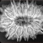 13 Mukhi Rudraksha 31.4mm 6.25gm - Origin: Nepal - Xray