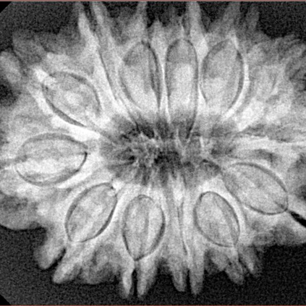 13 Mukhi Rudraksha 31.4mm 6.25gm - Origin: Nepal - Xray