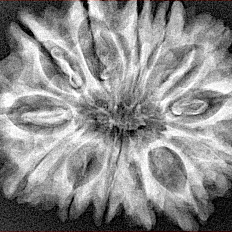 13 Mukhi Rudraksha 30.6mm 5.93gm - Xray