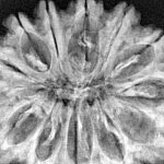 13 Mukhi Rudraksha 34.6mm 6.42gm - Xray