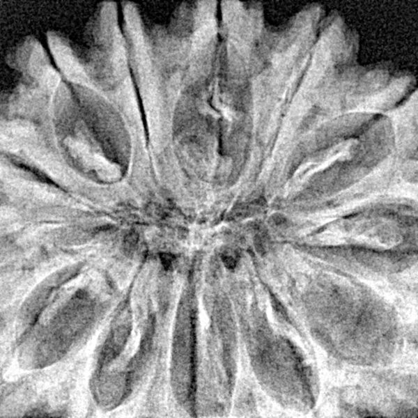 13 Mukhi Rudraksha 34.6mm 6.42gm - Xray