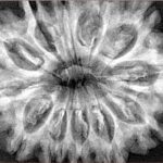 12 Mukhi Rudraksha 34.4mm 7.61gm - Xray