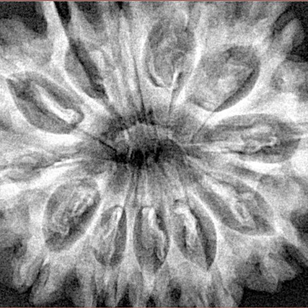 12 Mukhi Rudraksha 34.4mm 7.61gm - Xray