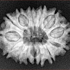 14 Mukhi Rudraksha 23.9mm 3.11gm - Xray