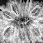 12 Mukhi Rudraksha 32.2mm 4.89gm - Xray