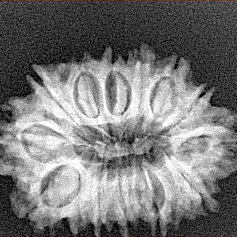 14 Mukhi Rudraksha 25.8mm 3.34gm - Xray