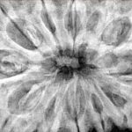 12 Mukhi Rudraksha 36.8mm 9.78gm - Xray