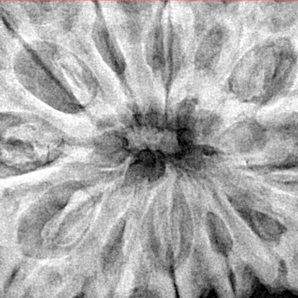 12 Mukhi Rudraksha 36.8mm 9.78gm - Xray