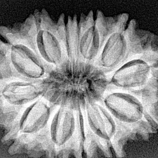 13 Mukhi Rudraksha 30.7mm 6.12gm - Xray