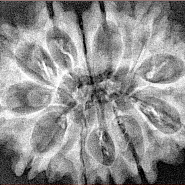12 Mukhi Rudraksha 33.2mm 4.91gm - Xray