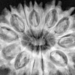 13 Mukhi Rudraksha 31.8mm 5.73gm - Xray