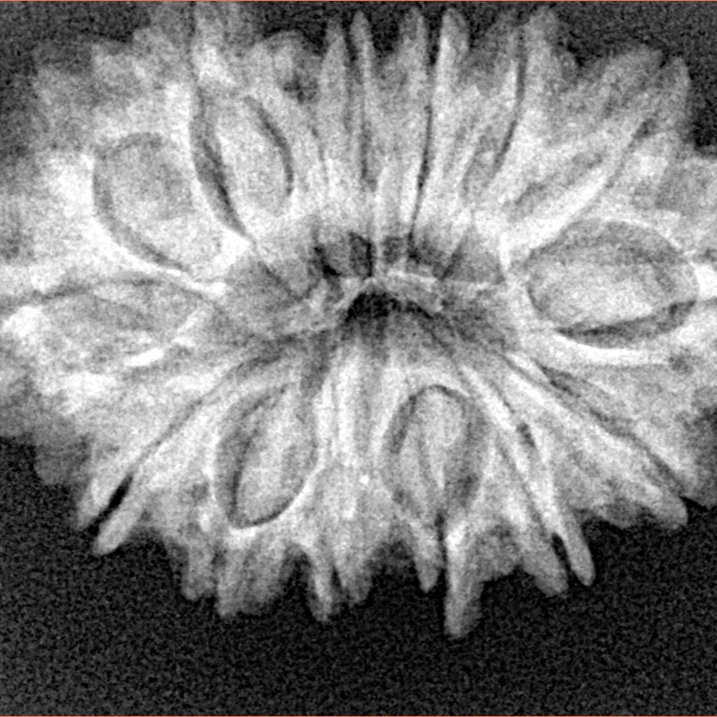 14 Mukhi Rudraksha 30.2mm 4.85gm - Xray