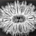 12 Mukhi Rudraksha 31.1mm 6.27gm - Xray