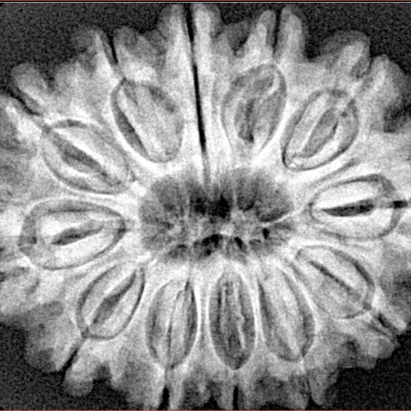 12 Mukhi Rudraksha 31.1mm 6.27gm - Xray