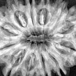 12 Mukhi Rudraksha 31.5mm 6.57gm - Xray