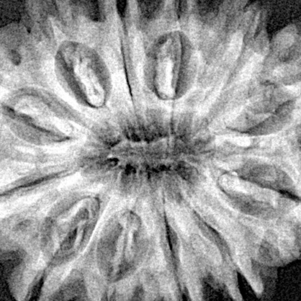 12 Mukhi Rudraksha 31.5mm 6.57gm - Xray