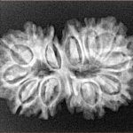 13 Mukhi Gaurishankar 29.7mm 4gm - Xray