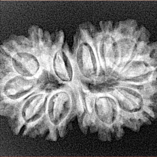 13 Mukhi Gaurishankar 29.7mm 4gm - Xray
