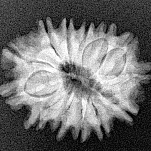 13 Mukhi Rudraksha 23.1mm 3.12gm - Xray