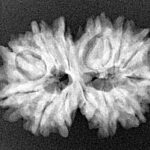 13 Mukhi Gaurishankar 27.8mm 3.82gm - Xray
