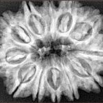 12 Mukhi Rudraksha 31.3mm 7gm - Xray