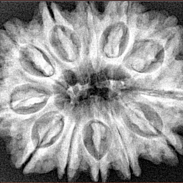 12 Mukhi Rudraksha 31.3mm 7gm - Xray