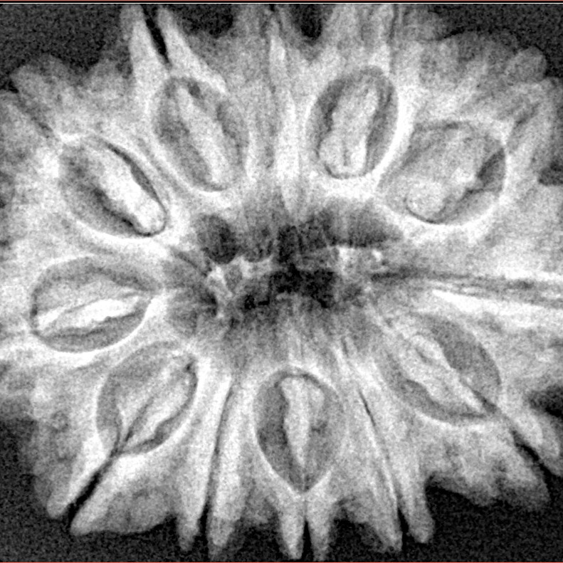 12 Mukhi Rudraksha 31.3mm 7gm - Xray