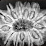 13 Mukhi Rudraksha 32.1mm 7.11gm - Xray