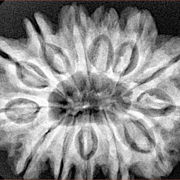 13 Mukhi Rudraksha 32.1mm 7.11gm - Xray